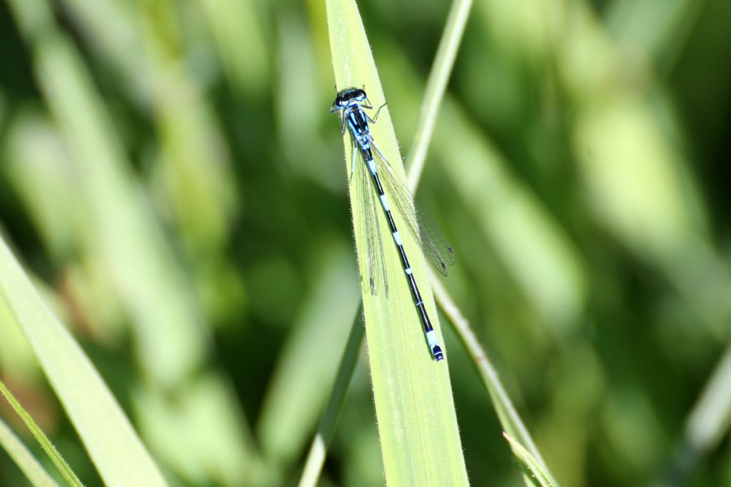 Tutte Coenagrion puella?  No, Coenagrion pulchellum